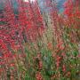 PENSTEMON SCARLET BUGLER #1