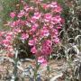 PENSTEMON SUPERB #1