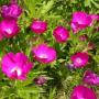 POPPY MALLOW CALLIRHOE SZ 4.5