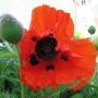 POPPY SZ 4.5