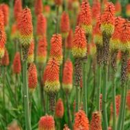 RED HOT POKER #1