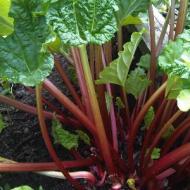 RHUBARB #1