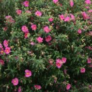 ROCKROSE CISTUS #1