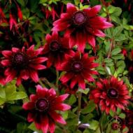 RUDBECKIA CHERRY BRANDY #1