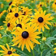 RUDBECKIA 10/JB4 PACK FLAT