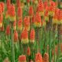 RED HOT POKER #1