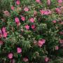 ROCKROSE CISTUS #1