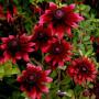 RUDBECKIA CHERRY BRANDY #1