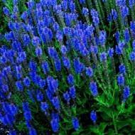 SALVIA BLUE HILL #1