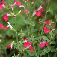 SALVIA HOT LIPS #1