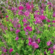 SALVIA GREGGI ULTRA VIOLET #1