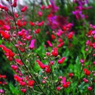 SCROPHULARIA RED BIRDS SZ 4.5