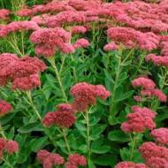 SEDUM AUTUMN JOY  #2