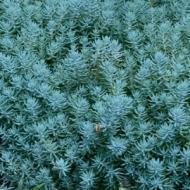SEDUM BLUE SPRUCE #1