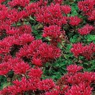 SEDUM DRAGONS BLOOD #1