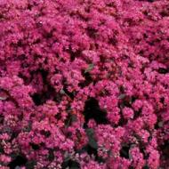 SEDUM SUNSPARKLER #1