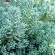 SEDUM TURQUOISE TAILS PS #1