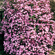 SOAPWORT SAPONARIA  #1