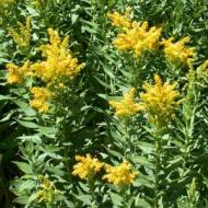 SOLIDAGO GOLDENROD #1