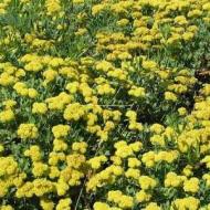 ERIGERON FLEABANE #1