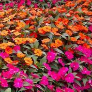 SUNPATIENS SZ 6