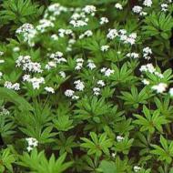 SWEET WOODRUFF #1