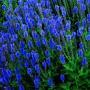 SALVIA BLUE HILL #1