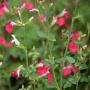 SALVIA HOT LIPS #1