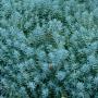 SEDUM BLUE SPRUCE #1