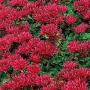 SEDUM DRAGONS BLOOD #1