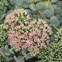 SEDUM SIEBOLDII #1