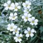 SNOW IN SUMMER CERASTIUM #1