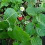 STRAWBERRY FRAGARIA  SZ 4.5