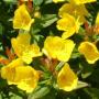 SUNDROPS CALYLOPHUS #1