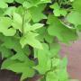 SWEET POTATO VINE SZ 3.5