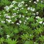 SWEET WOODRUFF #1