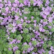 THYME ELFFIN #1