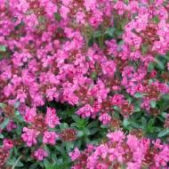 THYME PINK CHINTZ #1