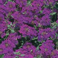 VERBENA HOMESTEAD PURPLE #1