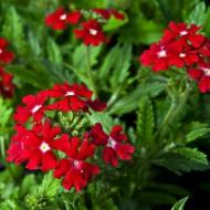 VERBENA HOMESTEAD RED #1