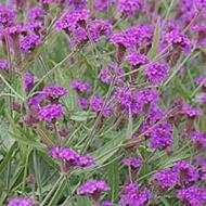 VERBENA SANDPAPER RIGIDA #1