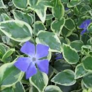 VINCA MAJOR VARIEGATED #1