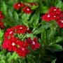 VERBENA HOMESTEAD RED #1