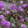 VERBENA NATIVE #1