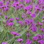 VERBENA SANDPAPER RIGIDA #1