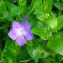 VINCA MAJOR #1