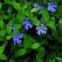 VINCA MINOR #1