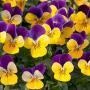 VIOLA 606 PACK FLAT