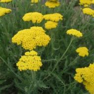 YARROW ACHILLEA CORONATION #1