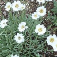 YARROW ACHILLEA GREEK #1